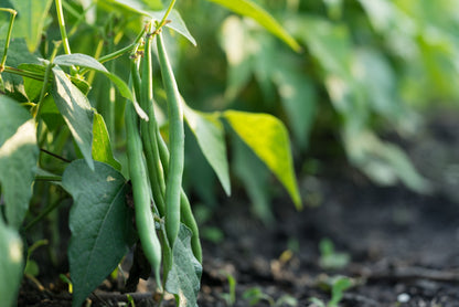 50 BURPEE STRINGLESS Green Pod BEAN French Phaseolus Vulgaris Vegetable Seeds