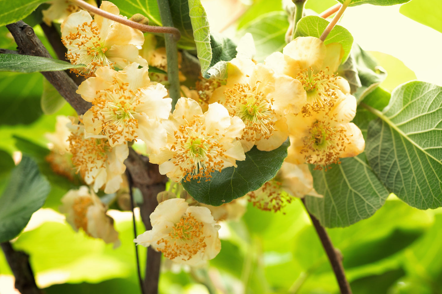 100 KIWI FRUIT Kiwi Actinidia Vine Seeds (Kiwifruit / Hardy Kiwi / Tara Vine / Yang Tao / Chinese Gooseberry / Chinese Strawberry)