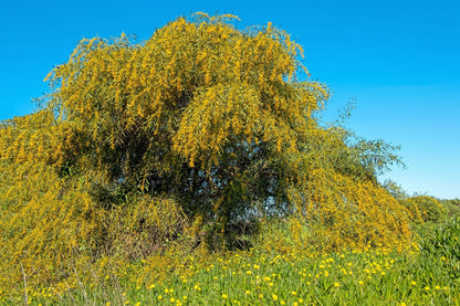 10 GOLDEN MIMOSA Acacia Baileyana Yellow Wattle Tree Flower Seeds