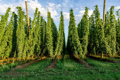 25 COMMON HOPS European Humulus Lupulus Vine Seeds Beer Making Ingredient Seeds