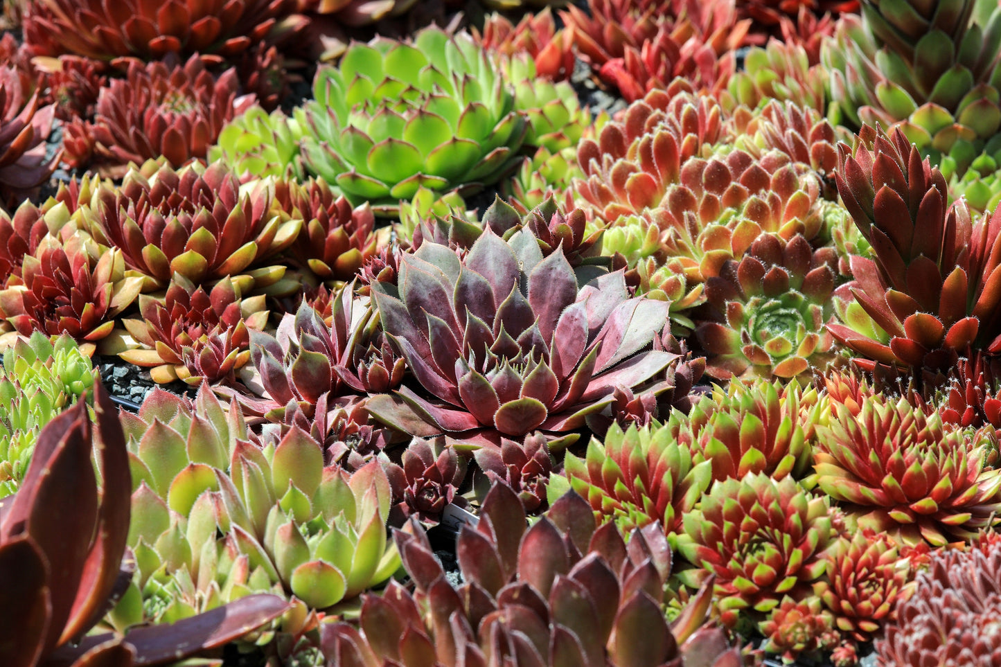 25 MIXED HENS & CHICKS Chickens Succulent (Live Forever) Sempervivum Flower Seeds