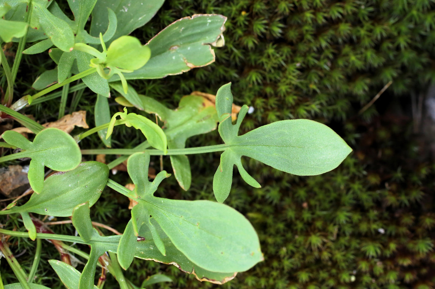 100 SHEEP SORREL Rumex Acetosella Red Field Sorrel Sour Weed Herb Flower Seeds