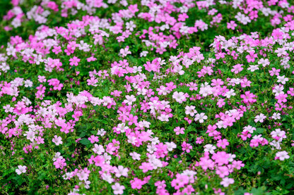 350 RED BABYS BREATH Gypsophila Elegans Baby's Breath Flower Seeds