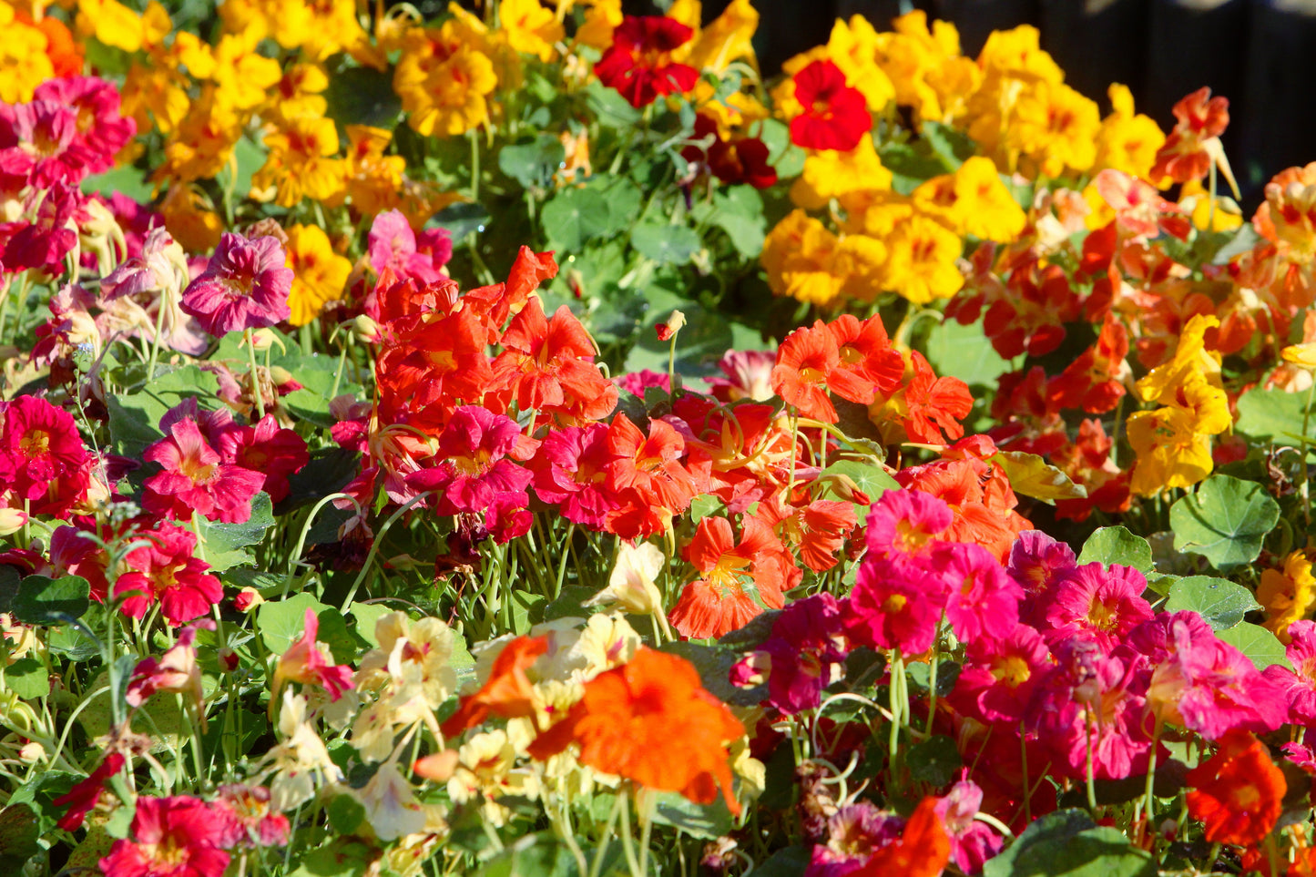 50 Mixed Colors DWARF JEWEL NASTURTIUM Tropaeolum Minus Flower Seeds