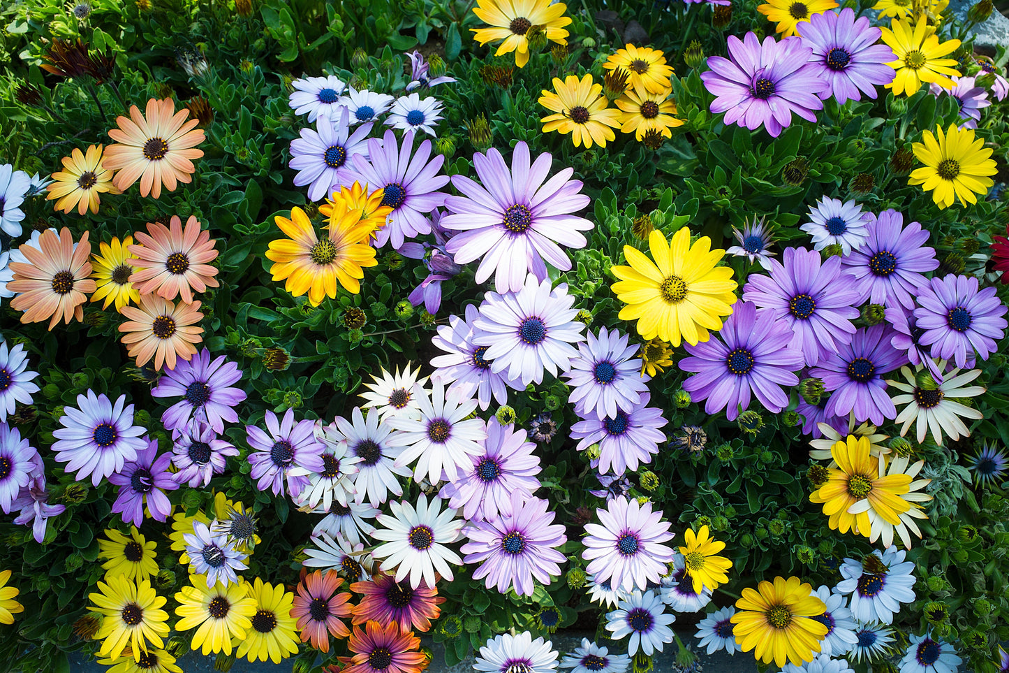 20 MIXED COLORS OSTEOSPERMUM Ecklonis African Cape Daisy Flower Seeds