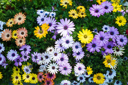 20 MIXED COLORS OSTEOSPERMUM Ecklonis African Cape Daisy Flower Seeds