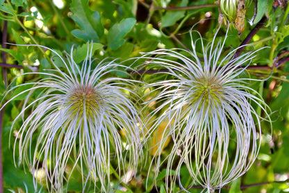 20 WHITE CLEMATIS Virginiana / Virgins Bower Flower Vine Seeds