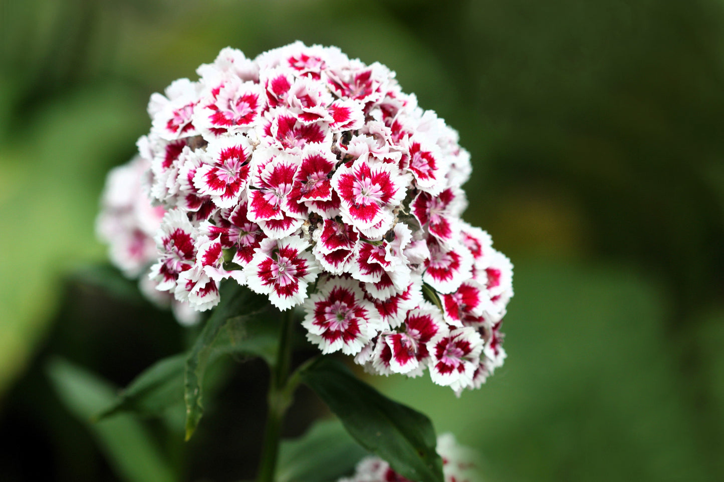 50 HOLBORN GLORY DIANTHUS Barbatus Red & White Sweet William Flower Seeds