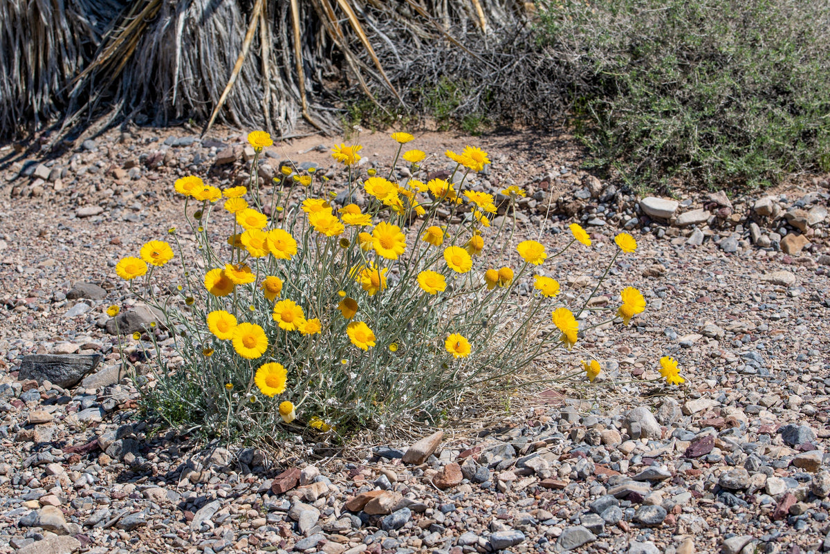 500 Yellow DESERT MARIGOLD Baileya Multiradiata Showy Drought Paper Daisy Flower Herb Seeds