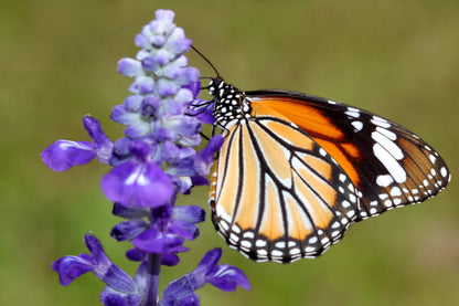 1000 TRUE BLUE HYSSOP Hyssopus Officinalis Thymus Hyssopus Herb Blue Violet Flower Seeds