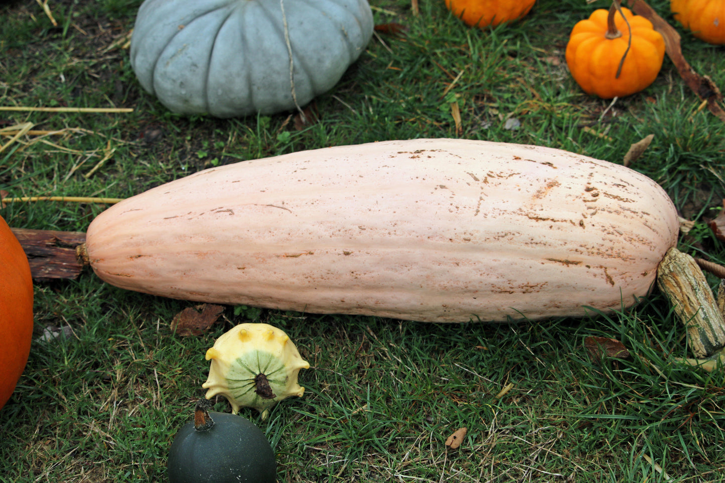 25 Jumbo PINK BANANA SQUASH Cucurbita Maxima Heirloom Winter Vegetable Seeds