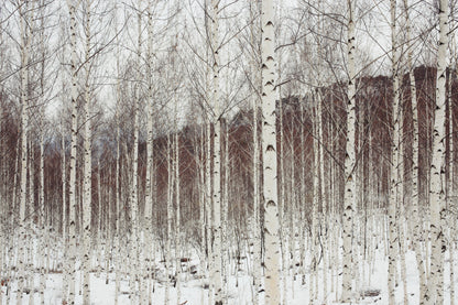 100 WHITE Japanese BIRCH TREE Betula Platyphylla Japonica Seeds