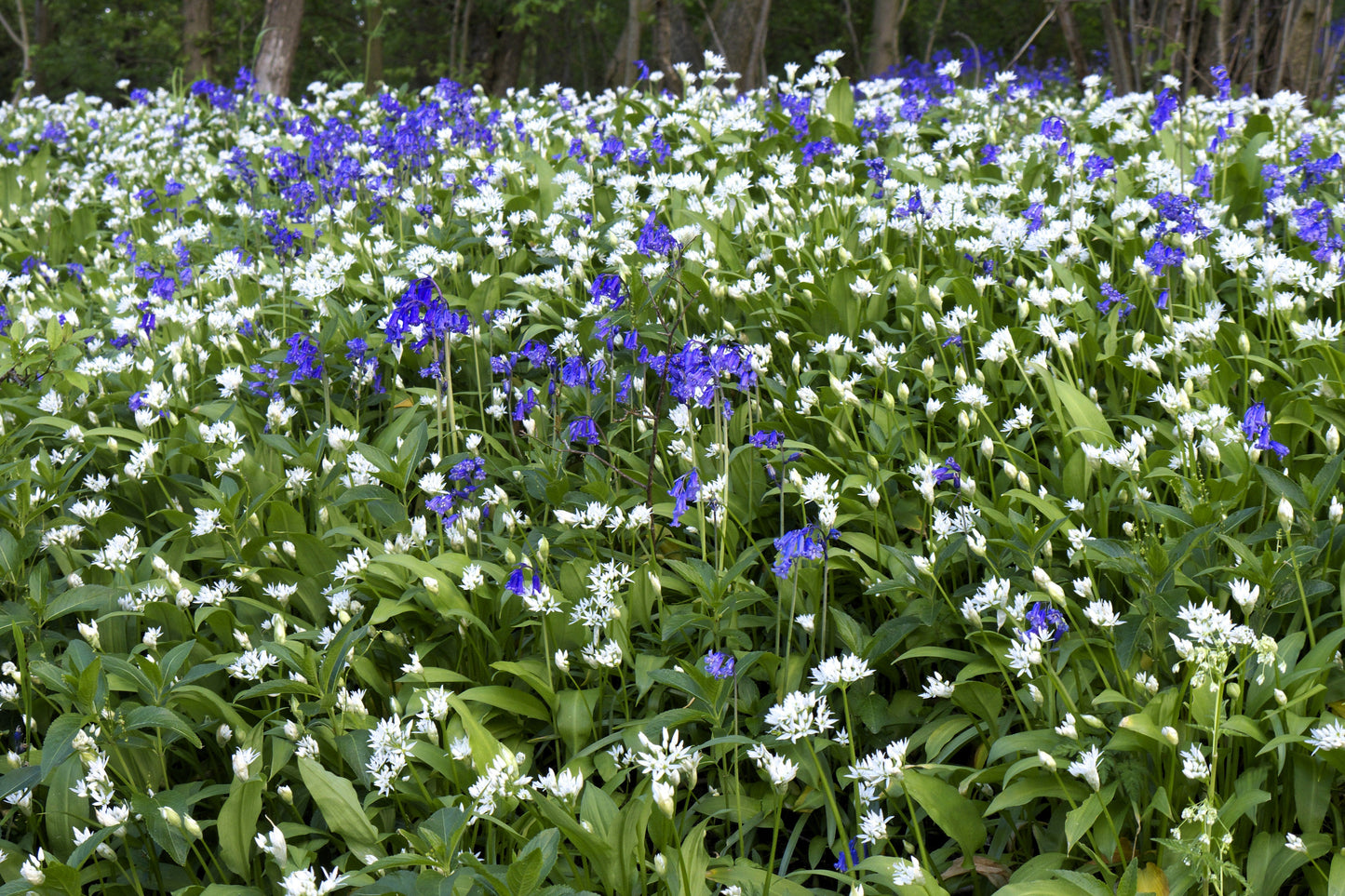 10 RAMSONS / WILD Bear GARLIC Allium Ursinum Vegetable Herb White Flower Seeds