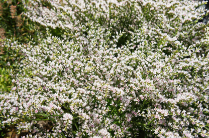 30 GERMAN STATICE White Sea Lavender Goniolimon Tataricum Limonium Flower Seeds