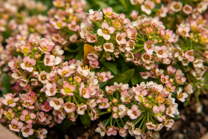 50 Easter Bonnet PEACH ALYSSUM Lobularia Maritima Hummingbird Flower Seeds