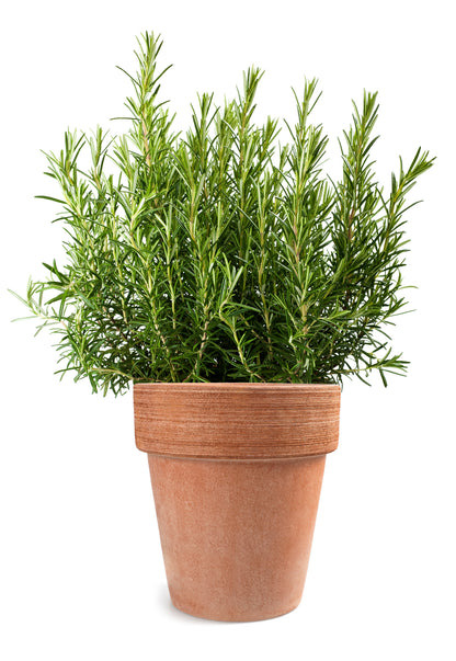 100 ROSEMARY Rosmarinus Officinalis Herb Flower Seeds
