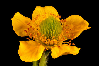 100 YELLOW AVENS Geum Aleppicum Moist Wetland Flower Seeds