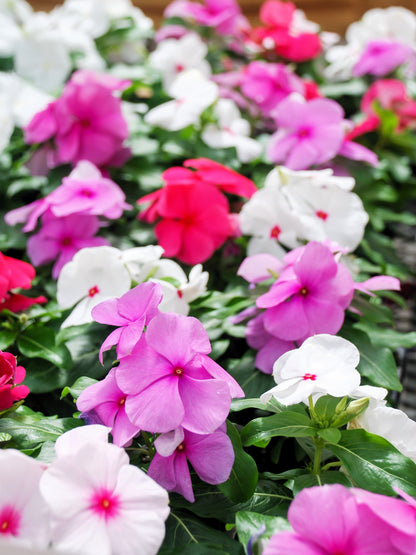 100 DWARF Little MIX PERIWINKLE / Vinca Rosea Flower Seeds