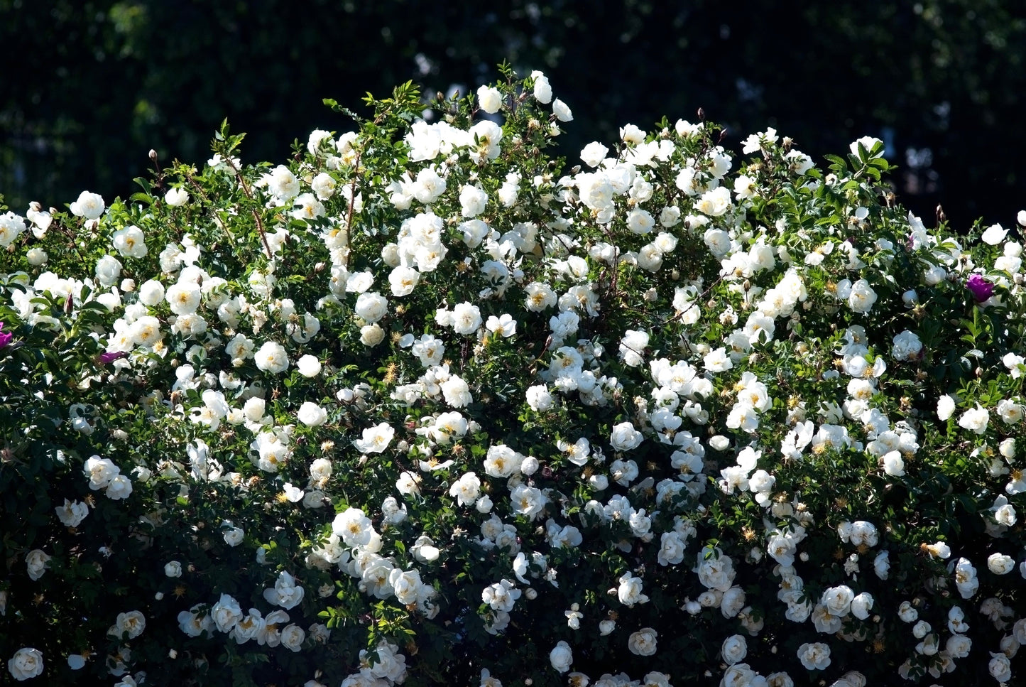 5 WHITE ROSE Rosa Bush Shrub Perennial Flower Seeds