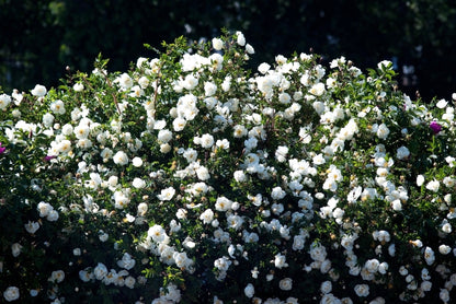 5 WHITE ROSE Rosa Bush Shrub Perennial Flower Seeds