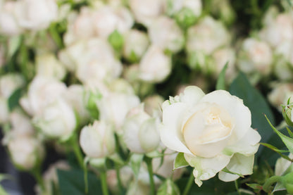 5 WHITE ROSE Rosa Bush Shrub Perennial Flower Seeds