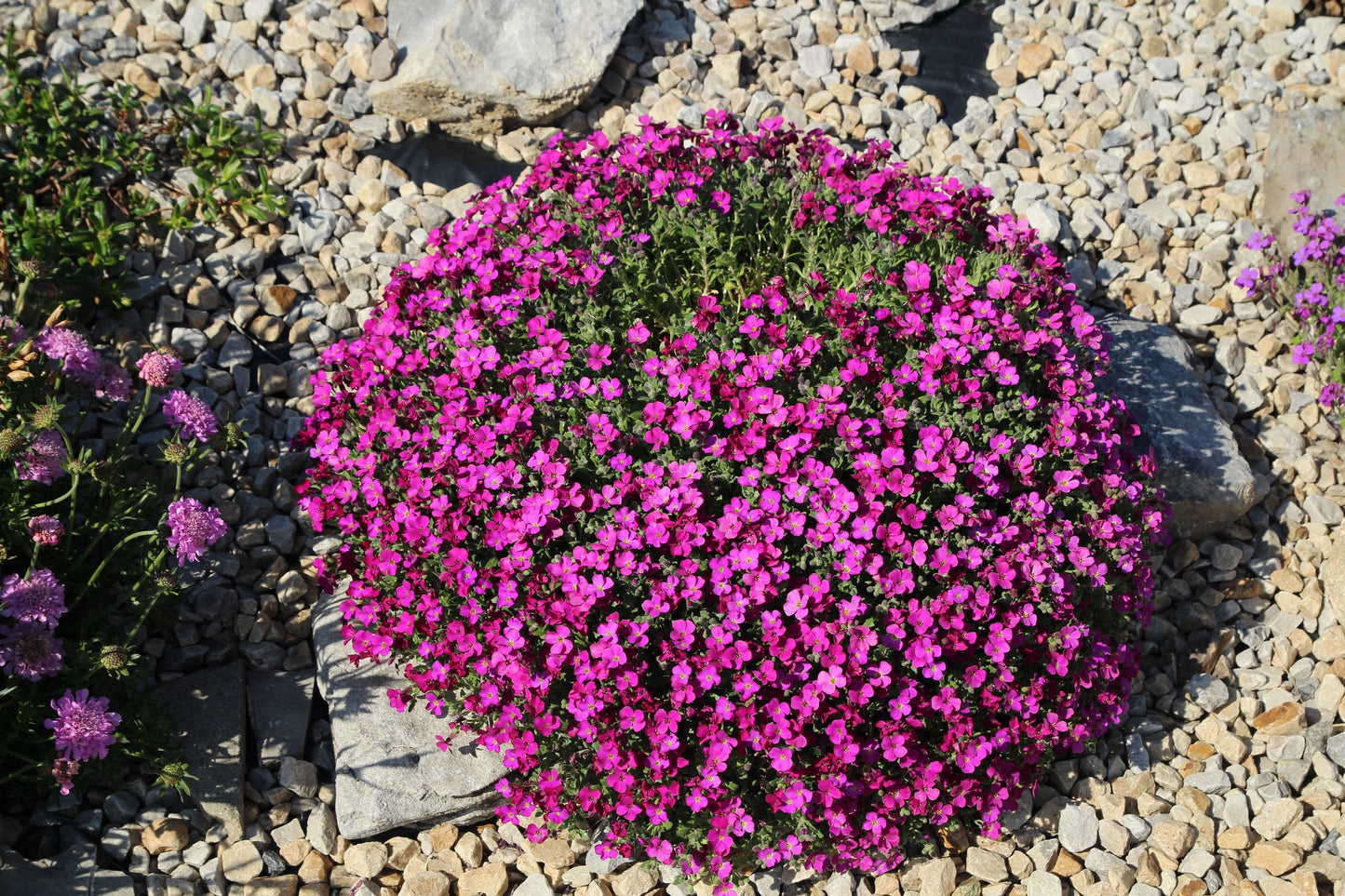 150 SPRING CHARM ROCKCRESS Rose Rock Cress Arabis Arendsii Flower Mix Seeds