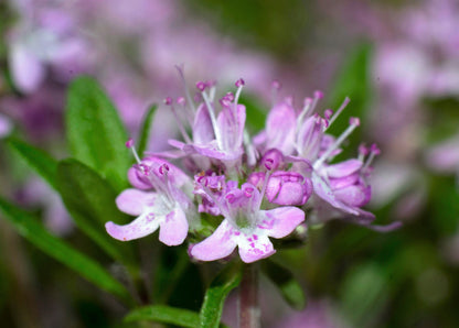 10,000 BULK LEMON THYME Thymus Pulegioides Herb Purple Flower Fragrant Evergreen Seeds
