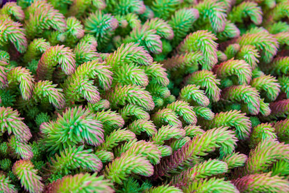 50 BLUE SPRUCE SEDUM Reflexum Succulent Jenny's Stonecrop Goldmoss Yellow Flower Seeds