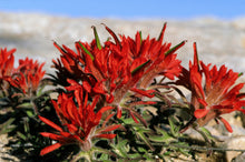 50 Red INDIAN PAINTBRUSH Castilleja Indivisa Flower Seeds