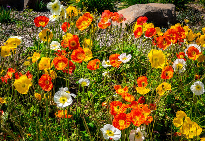 2500 ICELAND POPPY MIX Papaver Nudicaule Mixed Colors Flower Seeds