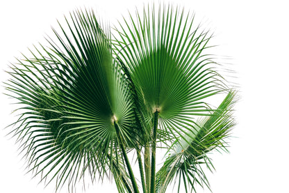 30 CALIFORNIA FAN PALM Tree Petticoat Arizona Desert Washingtonia Filifera Seeds