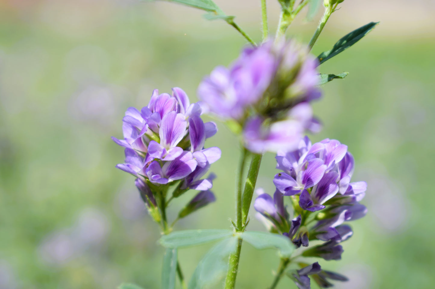 100 CIMARRON ALFALFA Medicago Sativa Ground Cover Forage Purple Flower Seeds