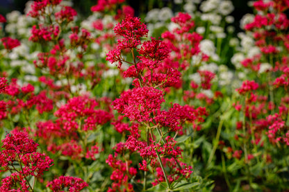 50 RED JUPITER'S BEARD Valerian Keys of Heaven Centranthus Ruber Flower Seeds