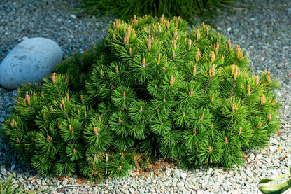 25 MUGO PINE Dwarf Evergreen Pinus Pumilio Shrub Seeds