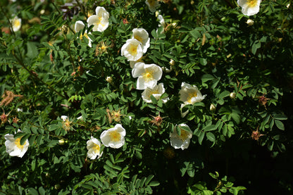 10 WHITE JAPANESE ROSE Rosa Rugosa Alba Bush Rugosa Rose Flower Seeds