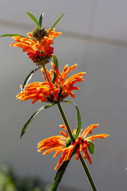25 KLIP DAGGA (Lions Ear / Lions Tail / Wild Klip Dagga) Leonotis Nepetifolia Flower Seeds