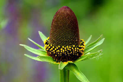 30 WESTERN CONEFLOWER Rudbeckia Occidentalis Green Wizard aka Rayless Naked Chocolate Black Flower Herb Seeds