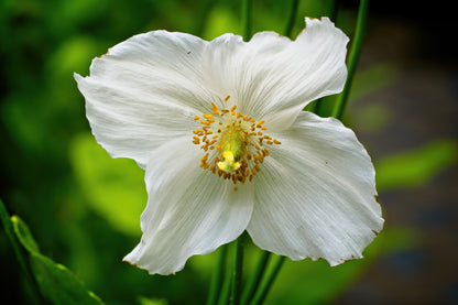 10 MIXED HIMALAYAN POPPY Blue Red Violet Meconopsis Napaulensis Mix Flower Seeds
