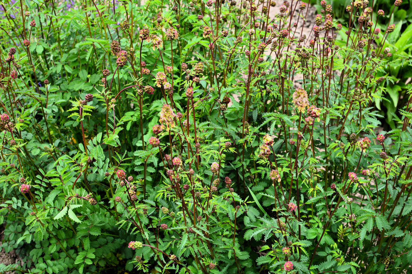 500 SALAD BURNET Sanguisorba Minor Edible Greens Vegetable Herb Flower Seeds