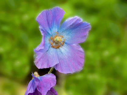 10 MIXED HIMALAYAN POPPY Blue Red Violet Meconopsis Napaulensis Mix Flower Seeds