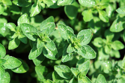500 OREGANO Origanum Vulgare Herb Purple Butterfly Flower Seeds