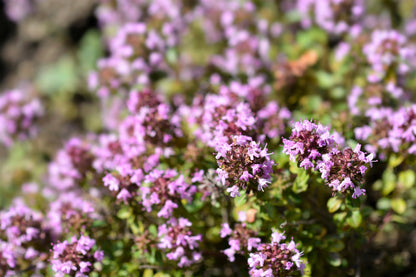 1000 LEMON THYME Thymus Pulegioides Herb Purple Flower Fragrant Evergreen Seeds