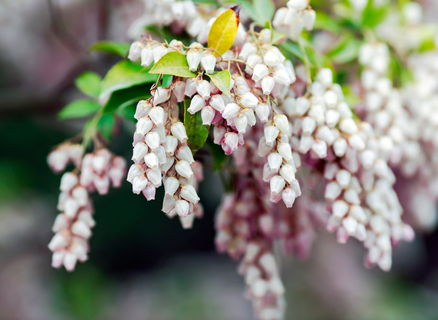 20 BEARBERRY Arctostaphylos Uva-Ursi Kinnikinnick Pinemat Manzanita Flower Seeds