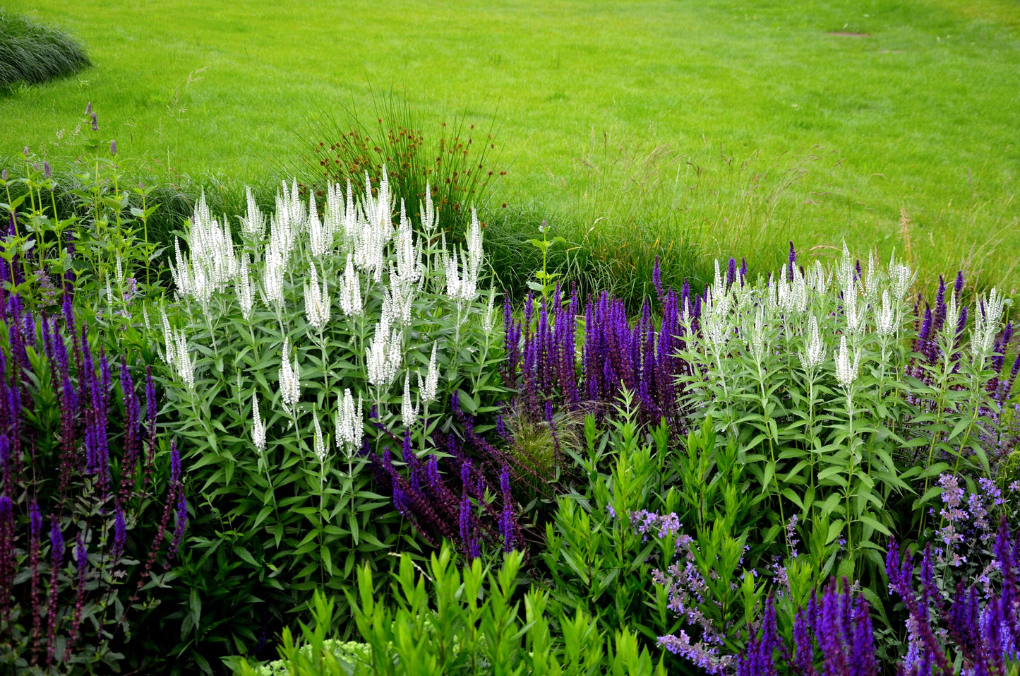 50 Mixed Colors VERONICA SIGHTSEEING MIXTURE (Spike Speedwell) Veronica Spicata Flower Seeds