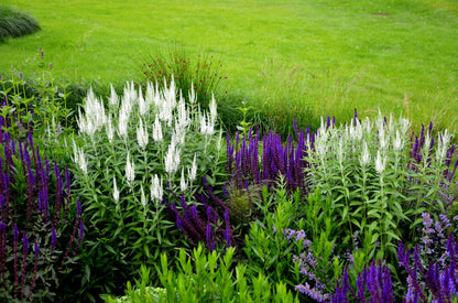 50 Mixed Colors VERONICA SIGHTSEEING MIXTURE (Spike Speedwell) Veronica Spicata Flower Seeds