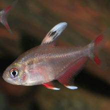 White Fin Pink Jewel Tetras 6 Pack