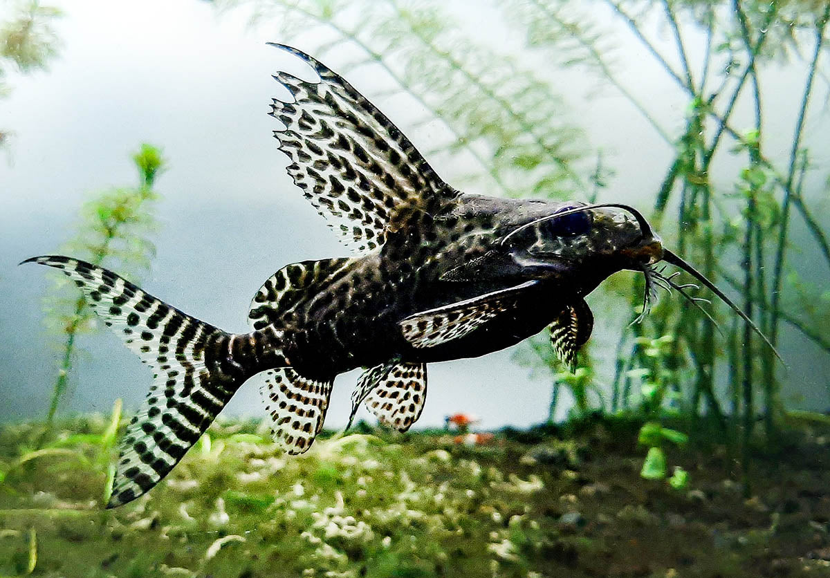 Synodontis Angelicus Angel Catfish And Synodontis Eupterus Featherfin Catfish