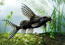 Synodontis Angelicus Angel Catfish And Synodontis Eupterus Featherfin Catfish