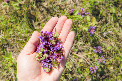 100 HEAL ALL Self Heal Prunella Vulgaris Purple Herb Flower Seeds