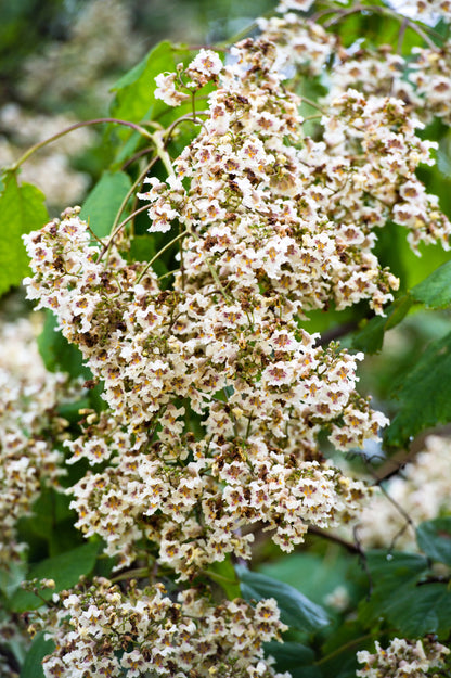 50 Flowering NORTHERN CATALPA Speciosa TREE Seeds (aka Western Catalpa or Catawba / Indian Cigar / Fish-Bait)